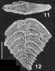 Nodobolivinella subpectinata (Cushman) TOPOTYPE