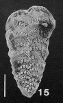 Chromista - Foraminifera (foraminifers)