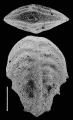 Chromista - Foraminifera (foraminifers)