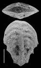 Inflatobolivinella robusta Hayward PARATYPE