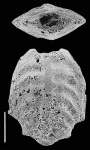 Inflatobolivinella robusta Hayward PARATYPE