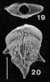 Chromista - Foraminifera (foraminifers)