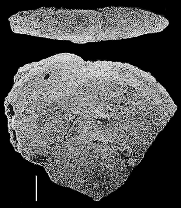 Quasibolivinella taylori Quilty TOPOTYPE