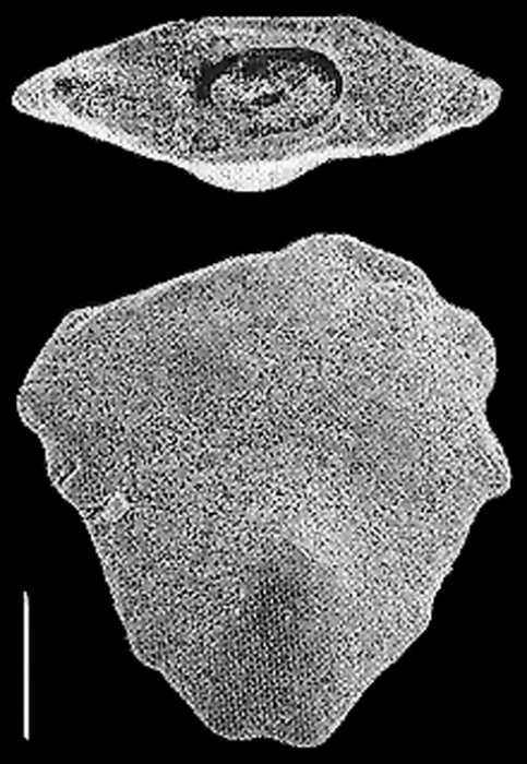 Quasibolivinella taylori Quilty Quasibolivinella taylori Quilty