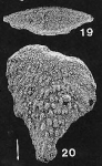 Chromista - Foraminifera (foraminifers)