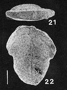 Inflatobolivinella leizhouensis He & Lin HOLOTYPE