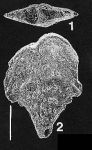 Rhombobolivinella droogeri Hayward PARATYPE