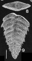 Chromista - Foraminifera (foraminifers)