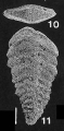 Chromista - Foraminifera (foraminifers)