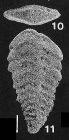Rhombobolivinella romboidalis (Krasheninnikov & Koshevnikova)