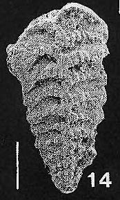 Rhombobolivinella sztrakosi italia Hayward PARATYPE