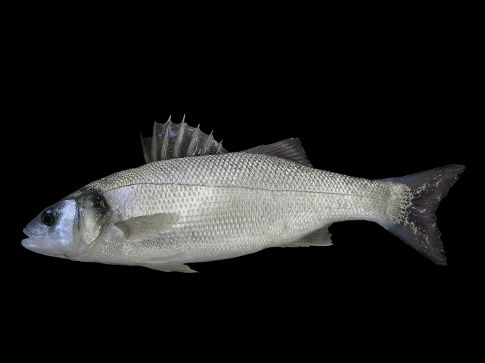 Dicentrarchus labrax (Linnaeus, 1758) Dicentrarchus labrax (Linnaeus, 1758)