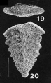 Chromista - Foraminifera (foraminifers)