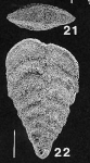 Chromista - Foraminifera (foraminifers)