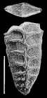 Rugobolivinella barcooae Cann & Hayward HOLOTYPE