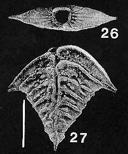 Rugobolivinella elegantula Hayward PARATYPE