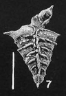 Rugobolivinella elegans (Parr)