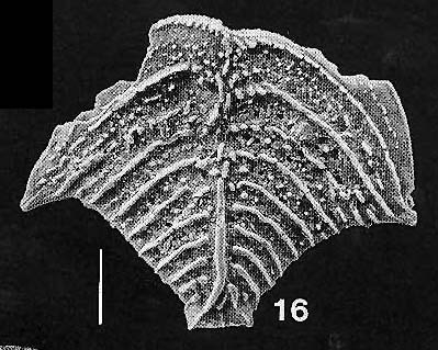 Rugobolivinella elegans (Parr) Rugobolivinella elegans (Parr)
