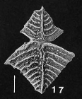 Rugobolivinella elegans (Parr) plastagammic pair