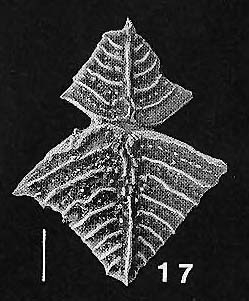 Rugobolivinella elegans (Parr) plastagammic pair Rugobolivinella elegans (Parr) plastagammic pair