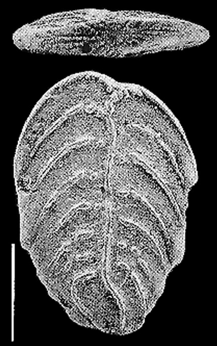 Rugobolivinella bensoni Hayward HOLOTYPE