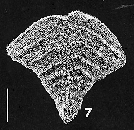 Rugobolivinella flabelliforme Hayward HOLOTYPE 