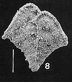 Rugobolivinella flabelliforme Hayward PARATYPE