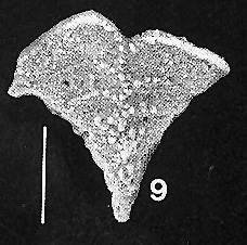 Rugobolivinella flabelliforme Hayward PARATYPE