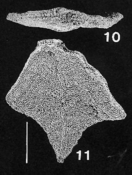 Rugobolivinella flabelliforme Hayward PARATYPE