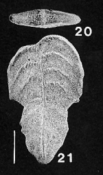 Bolivinella margaritacea (Cushman) TOPOTYPE