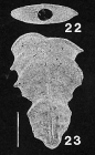 Bolivinella margaritacea (Cushman) TOPOTYPE