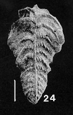Bolivinella margaritacea (Cushman) 