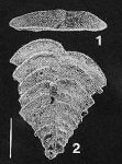 Chromista - Foraminifera (foraminifers)