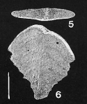 Chromista - Foraminifera (foraminifers)