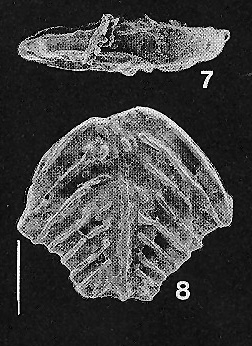 Bolivinella rugosa (Howe) TOPOTYPE Bolivinella rugosa (Howe) TOPOTYPE