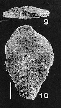 Rugobolivinella rugosa (Howe) 