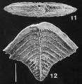 Chromista - Foraminifera (foraminifers)