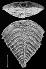 Rugobolivinella rugosa (Howe) 