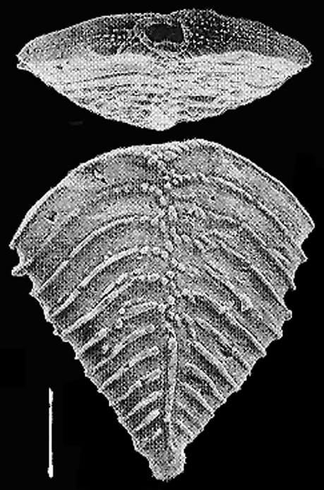 Rugobolivinella rugosa (Howe) Rugobolivinella rugosa (Howe)