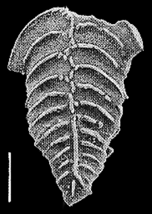 Rugobolivinella rugosa (Howe) 