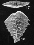 Chromista - Foraminifera (foraminifers)