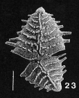 Bolivinella spinosa Hayward PARATYPE