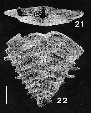 Bolivinella spinosa Hayward PARATYPE