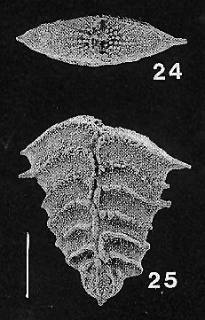 Rugobolivinella spinosa Hayward 