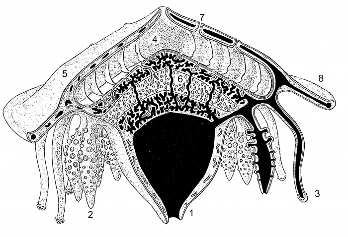 Schematic organisation of the Porpitidae, from Schuchert (2010)