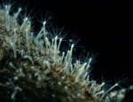 Hydrozoa (hydroids)