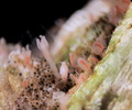 Hydrozoa (hydroids)