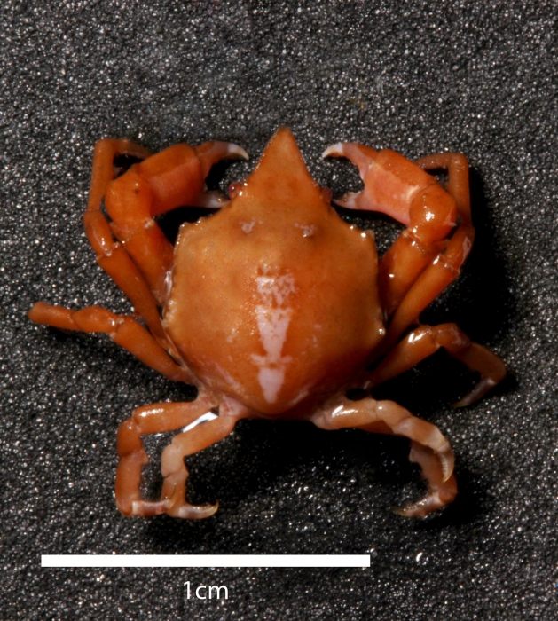 Epialtus brasiliensis