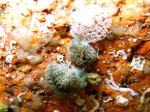 Aeolidiella alderi: specimens with eggs
