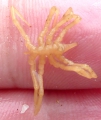 Chelicerata (sea spiders & mites)